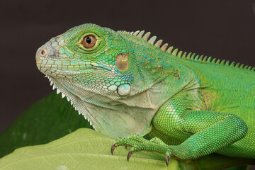 A majestic green iguana is captured in profile, perched on a large leaf, with its vibrant scales and powerful stance highlighted against a dark background.
