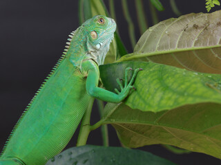 A majestic green iguana is captured in profile, perched on a large leaf, with its vibrant scales and powerful stance highlighted against a dark background.