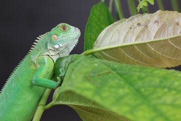 A majestic green iguana is captured in profile, perched on a large leaf, with its vibrant scales and powerful stance highlighted against a dark background.