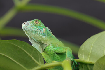 A majestic green iguana is captured in profile, perched on a large leaf, with its vibrant scales and powerful stance highlighted against a dark background.