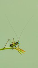 green grasshopper on a yellow background