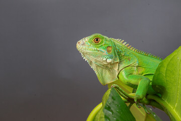A majestic green iguana is captured in profile, perched on a large leaf, with its vibrant scales and powerful stance highlighted against a dark background.