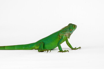 A striking green iguana is captured in full profile, showcasing its vibrant scales and long tail isolated on white background.