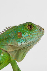 A stunning close-up portrait of a green iguana, showcasing its intricate scales, spiky crest, and piercing eye against a clean white background.