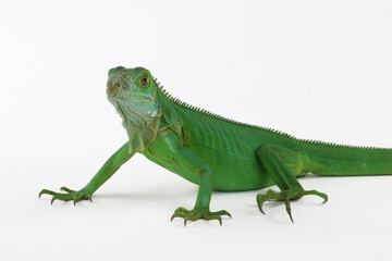 A striking green iguana is captured in full profile, showcasing its vibrant scales and long tail isolated on white background.