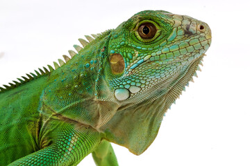 A stunning close-up portrait of a green iguana, showcasing its intricate scales, spiky crest, and piercing eye against a clean white background.