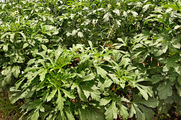 Okra, Abelmoschus esculentus. This is a plant from the mallow family. Its fruit is a fibrous capsule filled with round white seeds, widely used in cooking before maturity. Corumba de Goias. Brazil, Fe