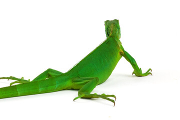 A vibrant green iguana is viewed from behind, showcasing its textured scales and long tail as it rests on a clean white background.