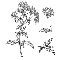 Oregano set. Plant leaves and flowers graphic illustration. Blooming Marjoram. Hand drawn ink sketch of aromatic culinary and medicinal herb. For product packaging, kitchen designs, apothecary labels.