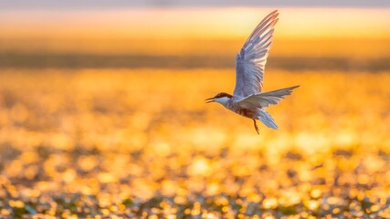 flying eagle in the sunset