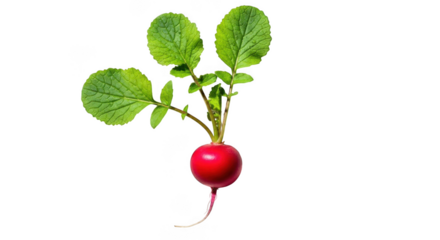 Freshly harvested red radish with green leaves against a deep void
