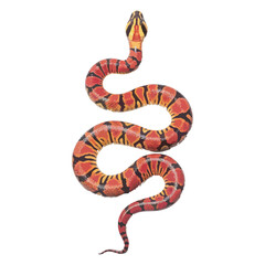 Detailed illustration of a colorful red, orange, and black banded snake. Realistic coiled serpent, a vibrant wildlife vector graphic 