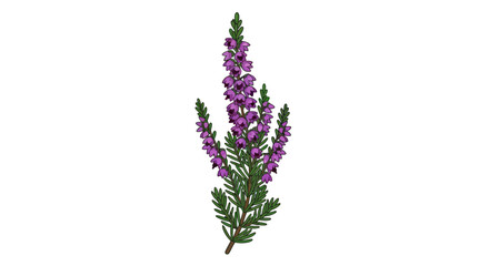 Vibrant purple common heather plant with delicate blossoms.