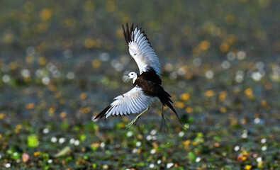 black vulture in flight