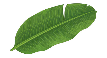 Obraz premium Single Green Banana Leaf with Natural Veins and Tropical Appeal.