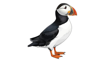 Detailed Illustration of an Atlantic Puffin with Colorful Beak.