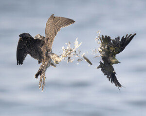 osprey in flight