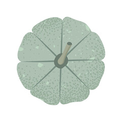 Illustration of Kabocha Squash