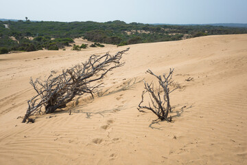 Dry coastal bushes on sand dunes along the shore in Essaouira, Morocco. View facing inland, with...