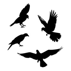 Obraz premium Silhouette of eagles flying, a collection of birds in flight, representing freedom, strength, and the beauty of wildlife