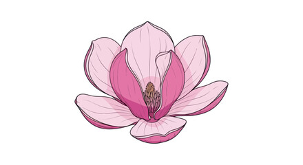 Elegant Pink Magnolia Flower Illustration in Full Bloom.