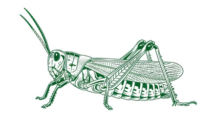 Detailed Line Drawing of a Grasshopper.