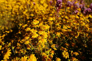 Bright yellow wildflowers taken in close-up