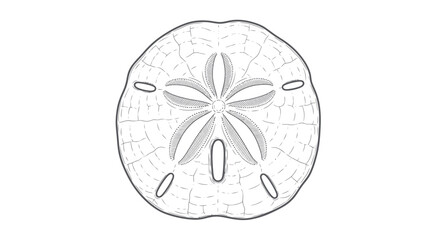 Detailed illustration of a sand dollar showcasing its intricate skeletal structure.