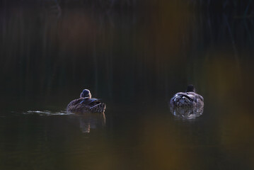 mallard ducks on the surface of a pond in the morning light