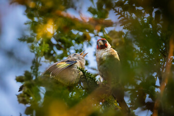 Juvenile European Goldfinch perched on a branch in the morning light
