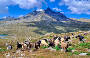 Capre al passo Gavia