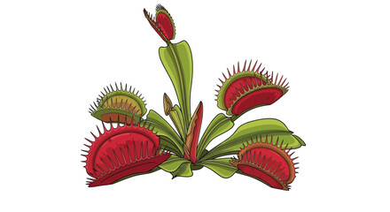Venus Flytrap Plant Closeup. © Alienmarsh