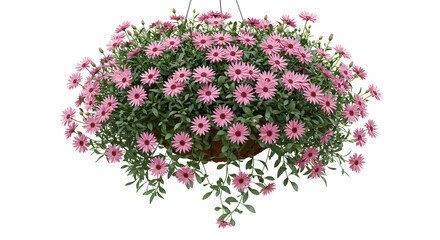 Pink daisy flower basket with green foliage, vibrant ornamental plant for garden decor, ideal for landscape design and floral arrangements - Isolated White Background