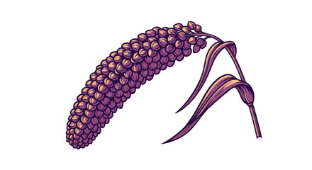 Purple Millet Grain Illustration.