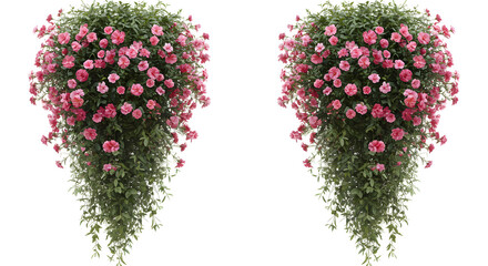 Pink flowering hanging plant, decorative garden element, ideal for floral design and home decor - Isolated White Background