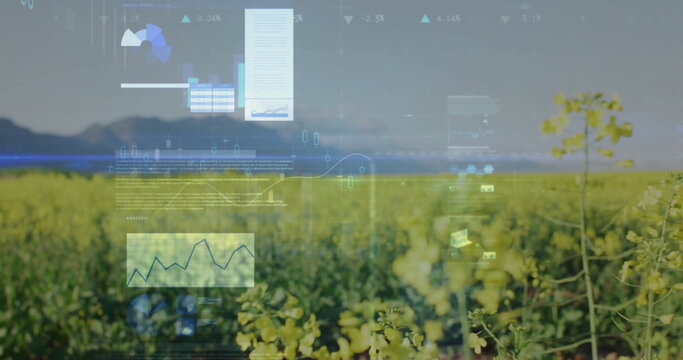 Fototapeta Showing yellow crop field on farmland reaching toward mountain range, with AR charts and tables