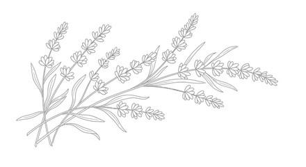 Delicate Lavender Flower Bouquet, Aromatic Herb Line Art on Isolated White Background © shankara