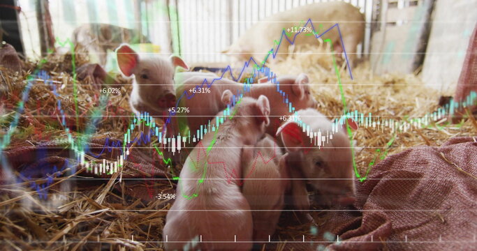 Huddling piglets lying on straw bedding inside barn, with financial charts overlay - Powered by Adobe