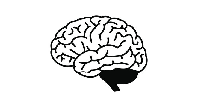 A detailed illustration of a human brain from the side silhouette