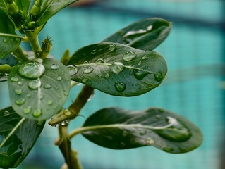 green leaf with water drops
