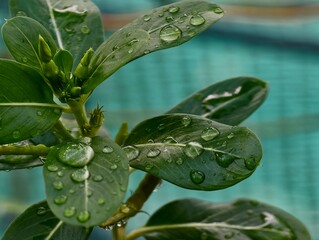 green leaf with water drops