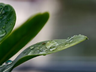 dew on a leaf