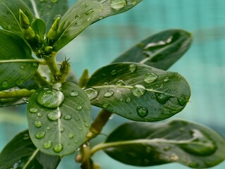 green leaf with water drops