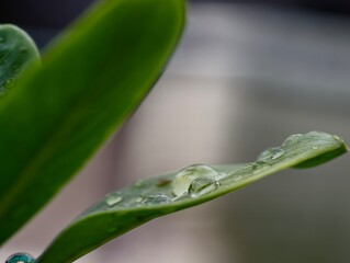 green leaf with dew drops