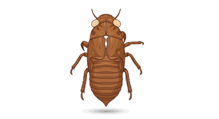 Detailed Cicada Exoskeleton Illustration in Brown Tones.