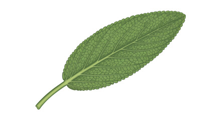 Fresh Green Sage Leaf Isolated on White Background.