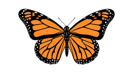 Close up of a Monarch Butterfly with Open Wings.