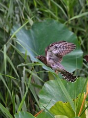 butterfly on a leaf