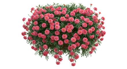 Heart-Shaped Pink Flowers for Romantic Decoration, suitable for love themes and celebrations - Isolated White Background