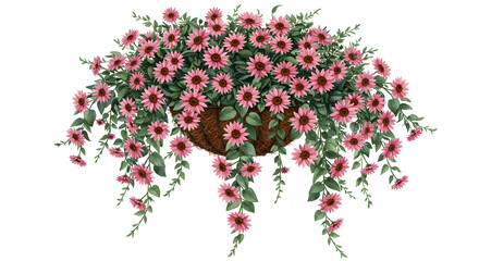 Fototapeta premium Pink daisy plant in a pot, decorative flowers for garden, home decor, and floral design inspiration - Isolated White Background